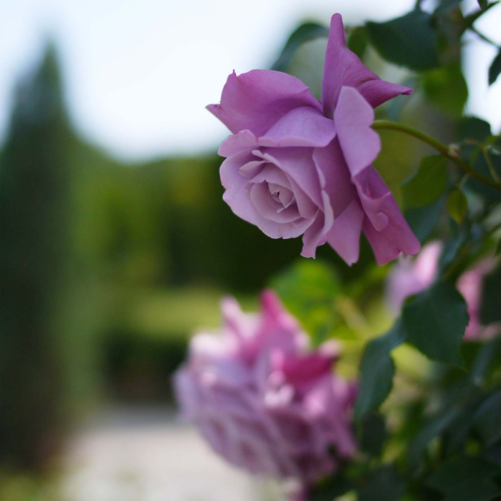 Rosier à grandes fleurs Charles de Gaulle