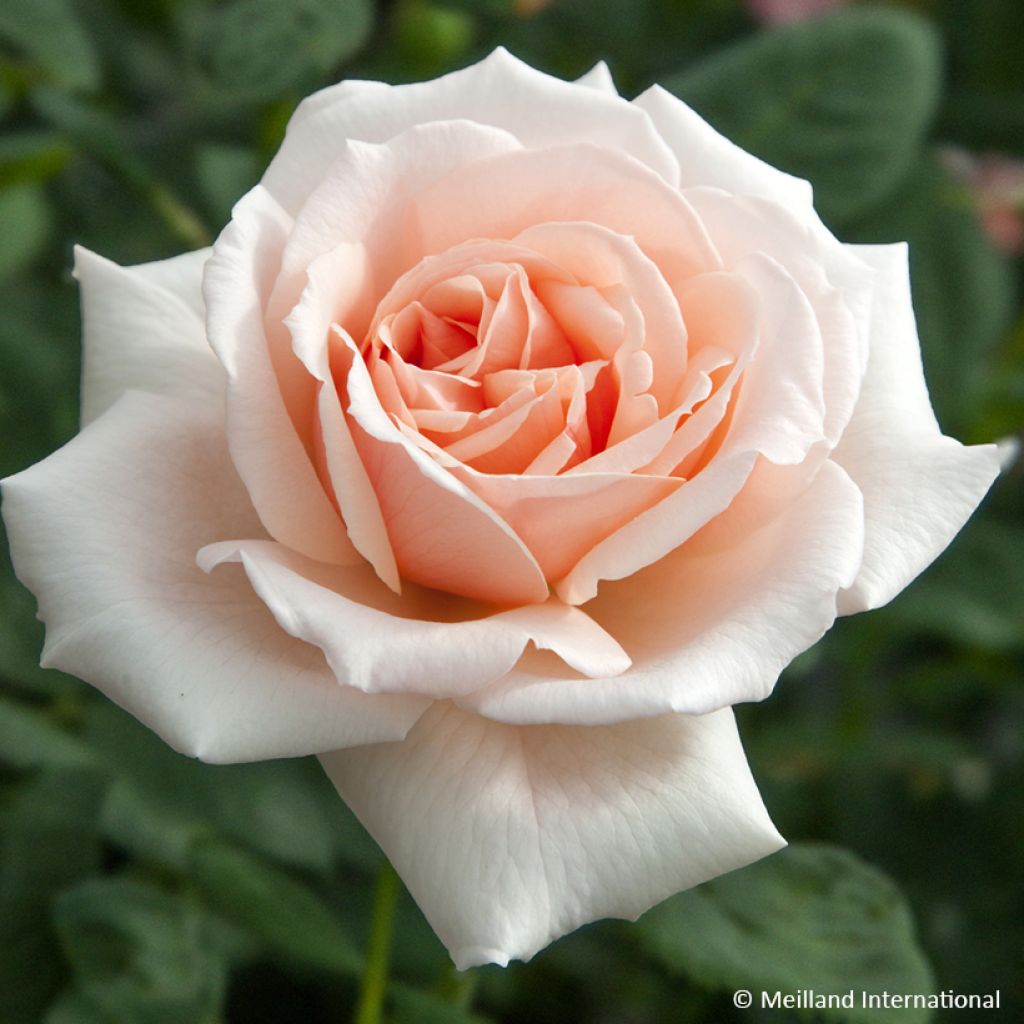 Rosier à grandes fleurs Donatella
