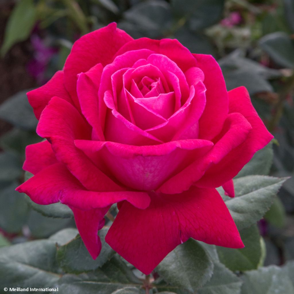 Rosier à grandes fleurs Elégance Française Meithatie