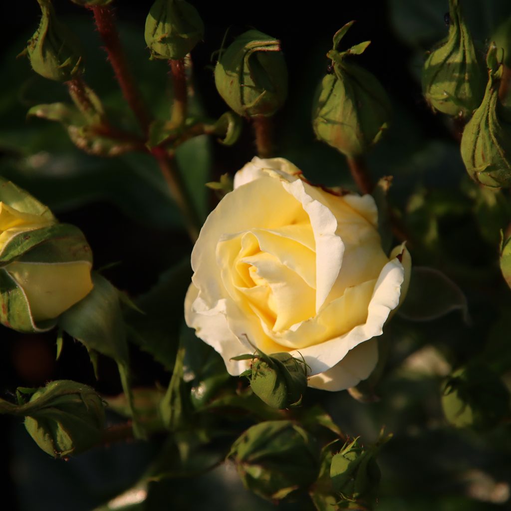 Rosier à grandes fleurs Eleganza Limona