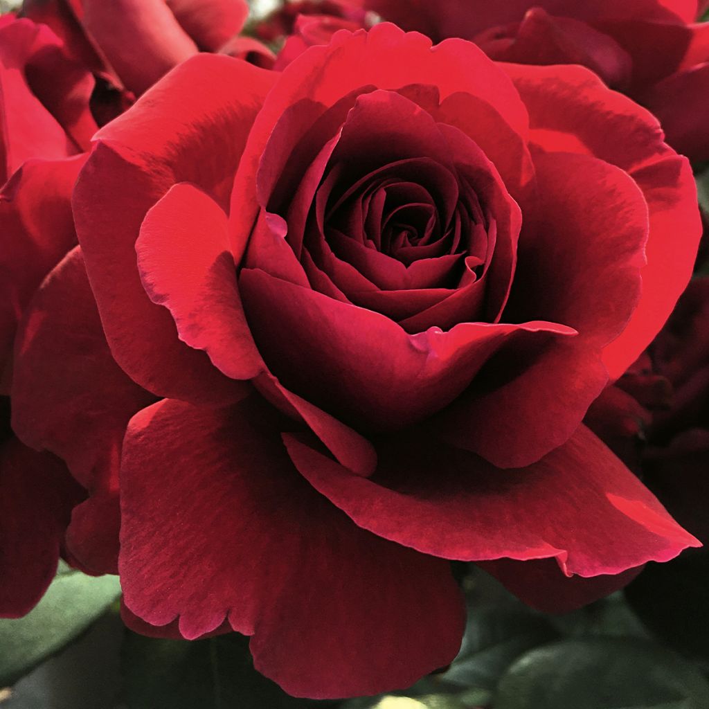 Rosier à grandes fleurs Hameau Duboeuf  'Oradassac'