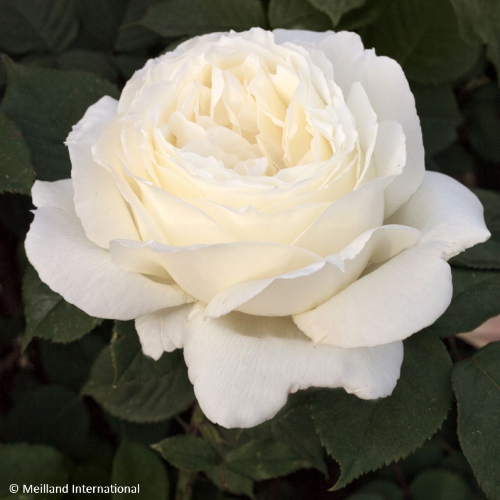 Rosier à grandes fleurs Jeanne Moreau