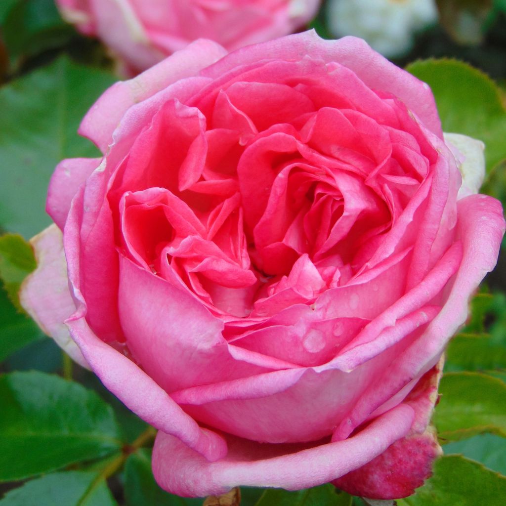 Rosier à grandes fleurs La Rose de Molinard en racines nues.