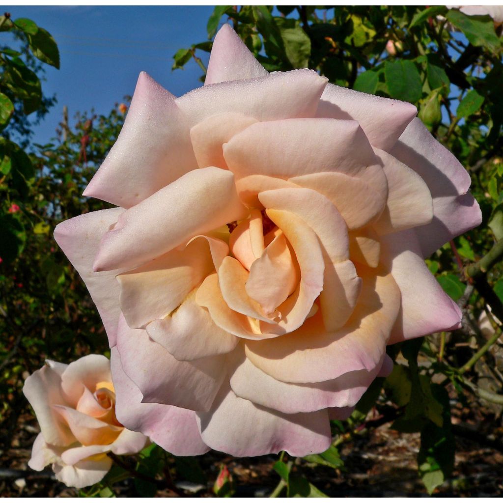 Rosier à grandes fleurs Michele Meilland en racines nues