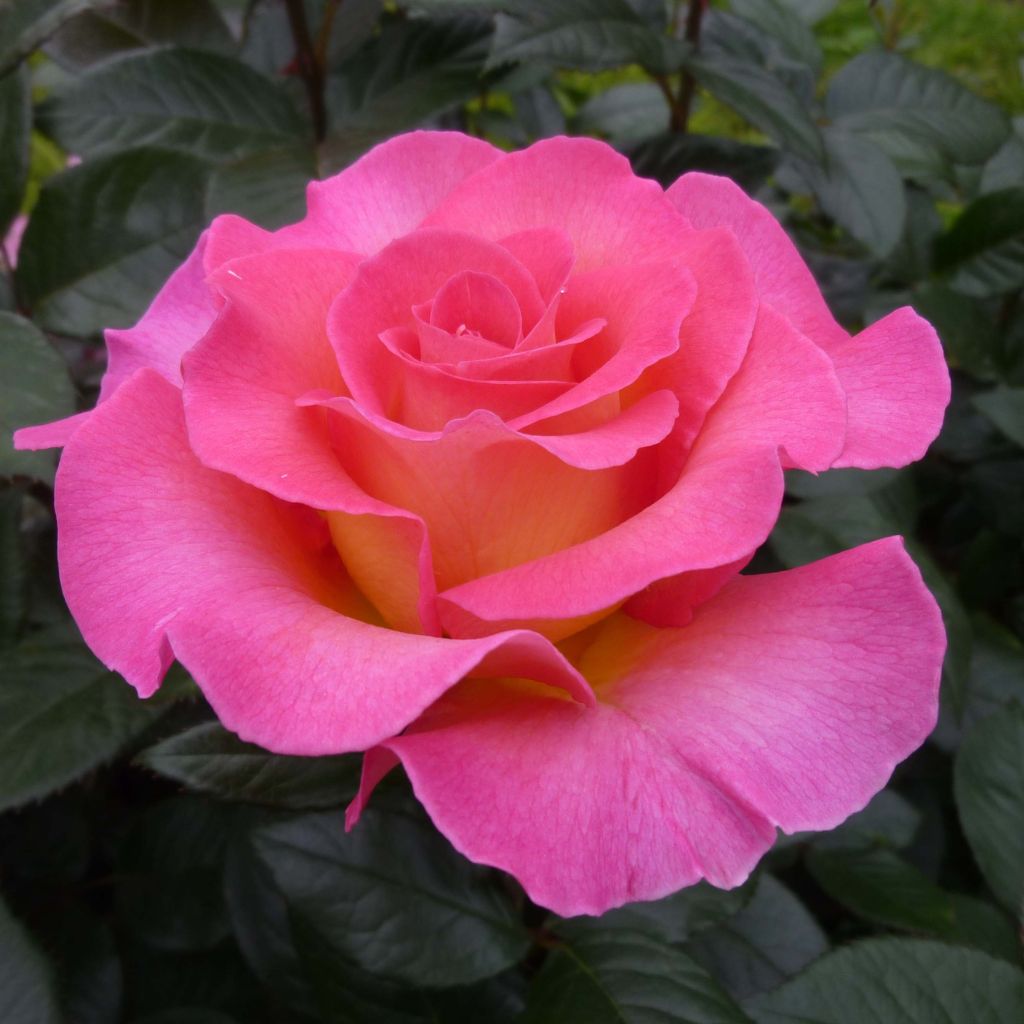 Rosier à grandes fleurs Pink Paradise en racines nues