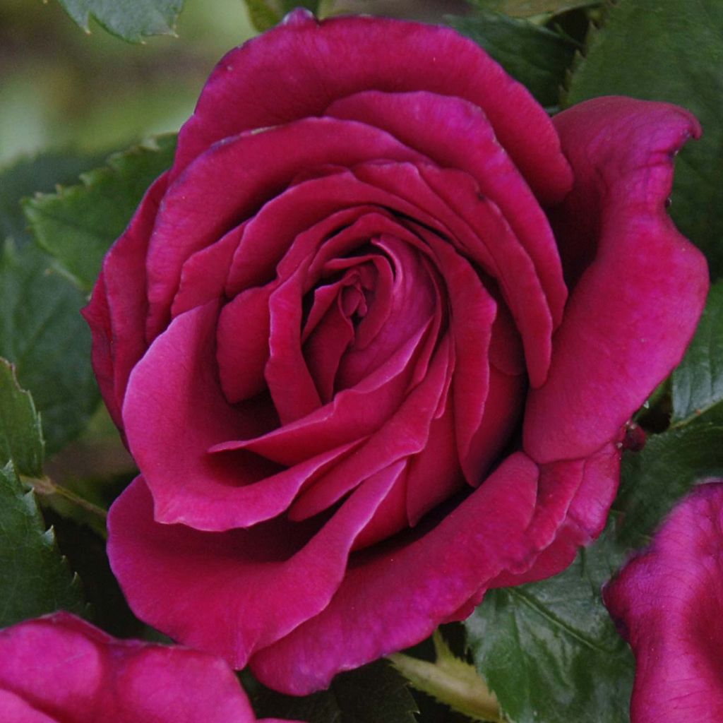 Rosier à grandes fleurs Rose Lalande de Pomerol en racines nues.