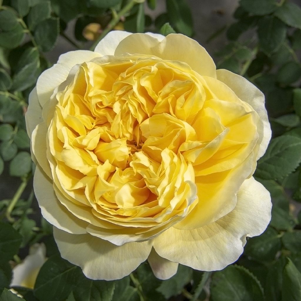 Rosier à grandes fleurs Rose de Bretagne Adareflixa