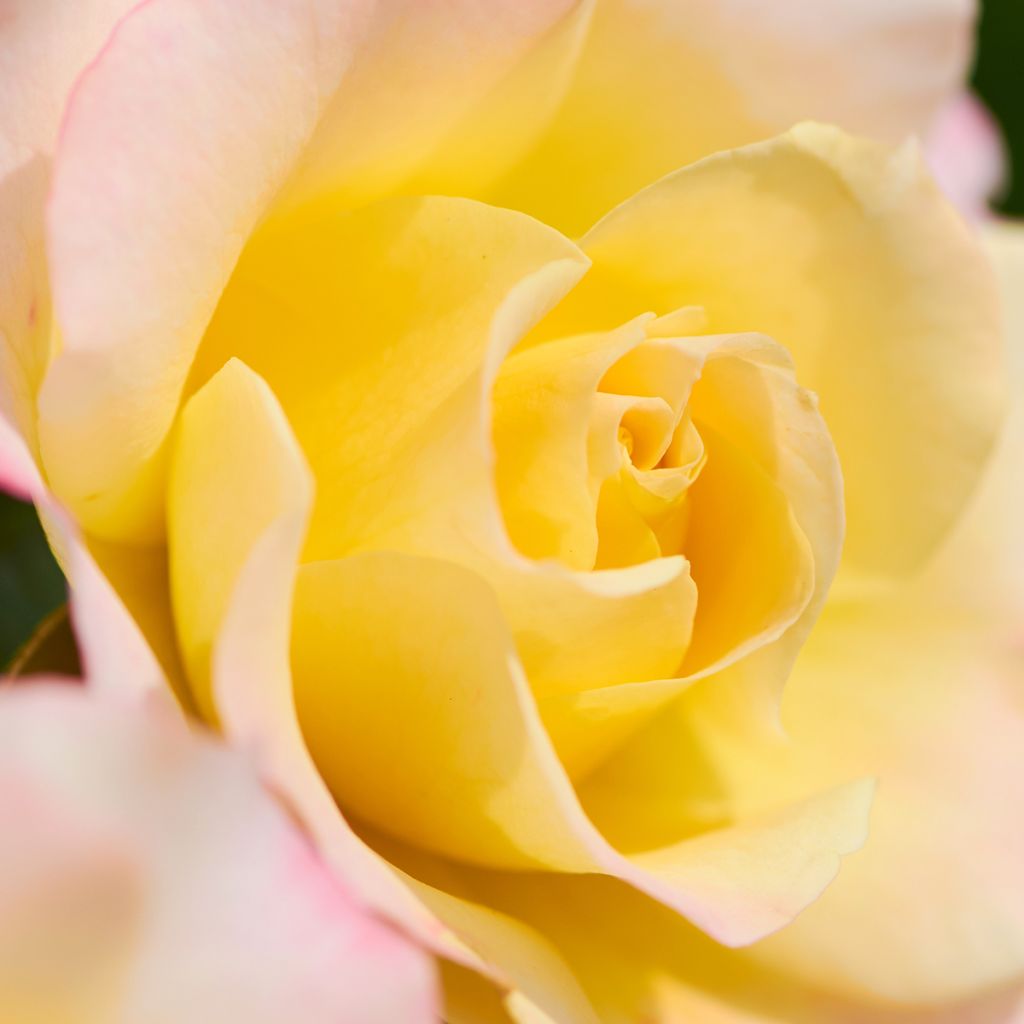 Rosier à grandes fleurs Rose der Hoffnung KORamflusa