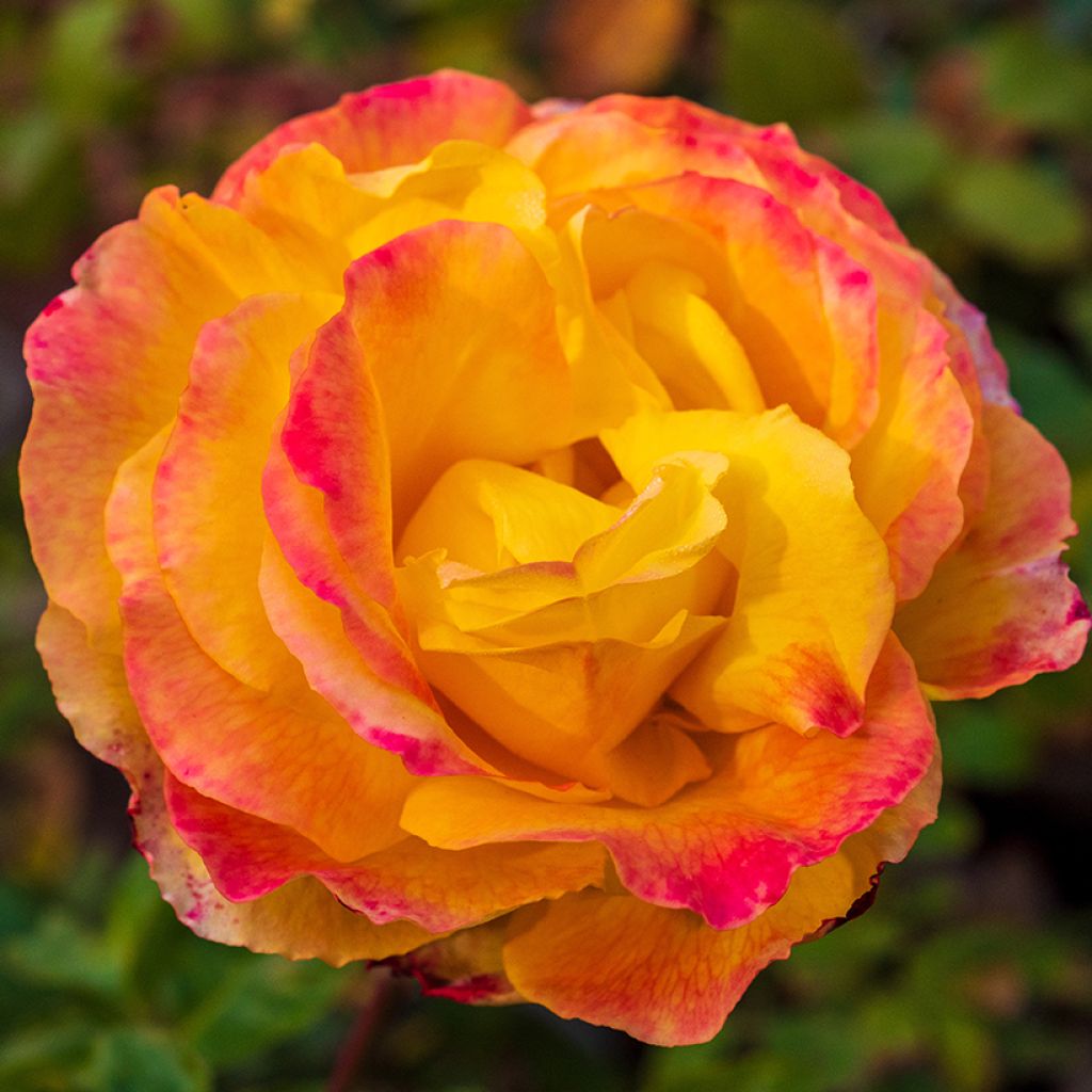 Rosier à grandes fleurs Rose der Hoffnung KORamflusa