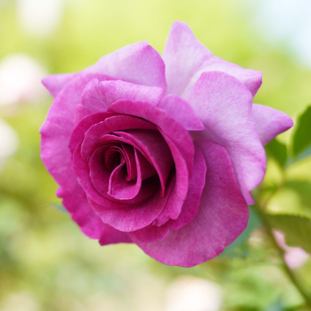 Rosier à grandes fleurs Violette Parfumée en racines nues