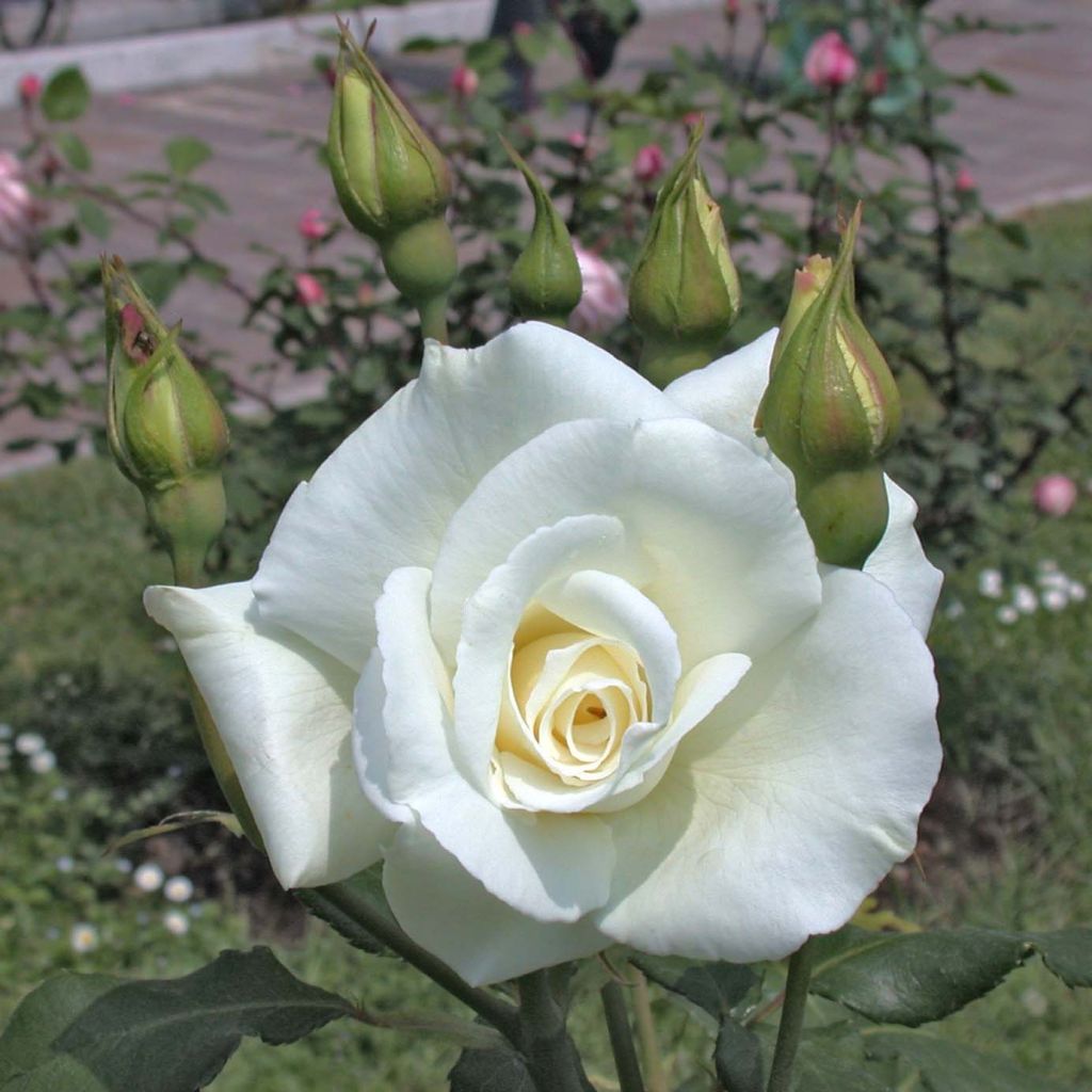 Rosier à grandes fleurs Virgo en racines nues