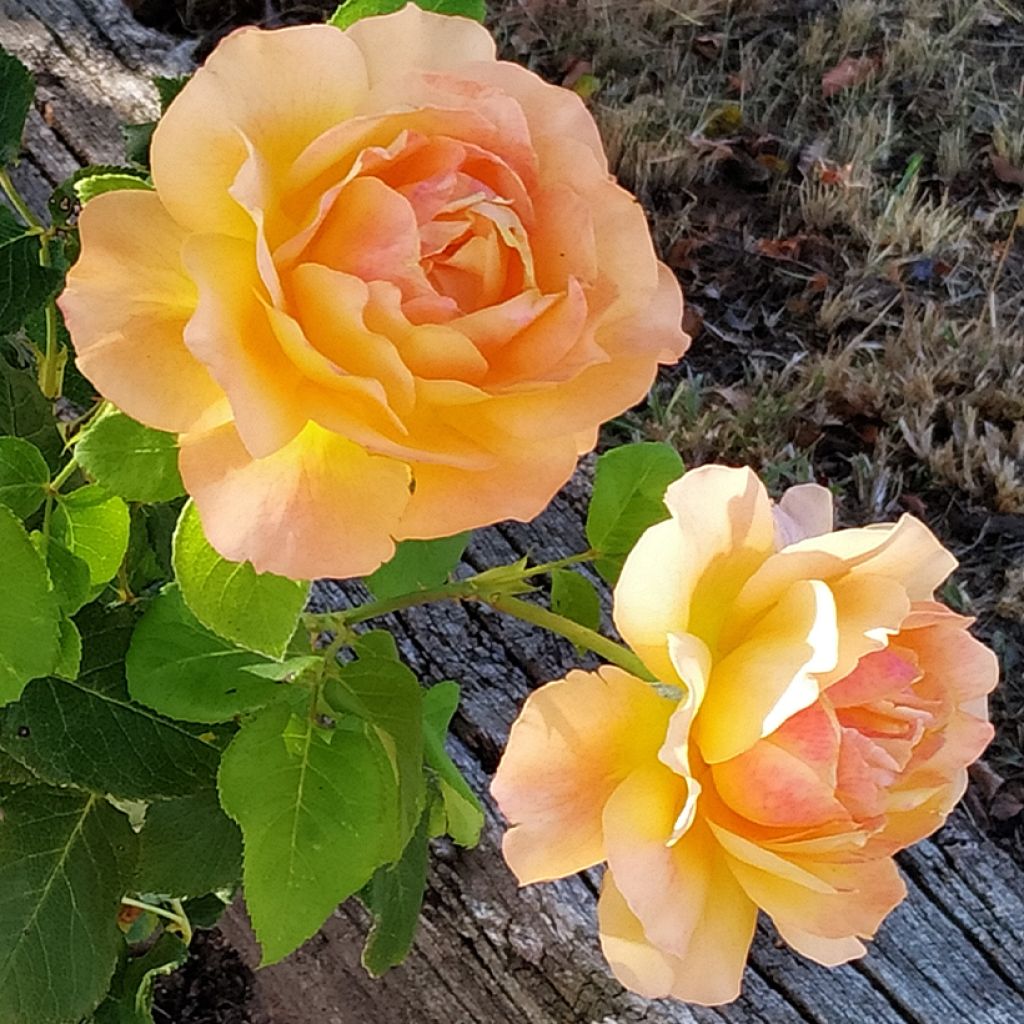 Rosier à grandes fleurs Yellowstone Oraleymy