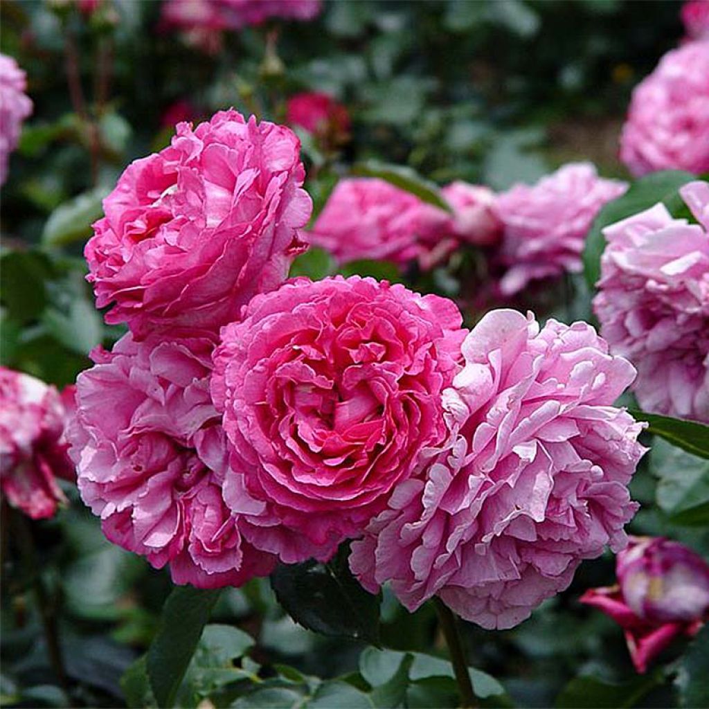 Rosier à grandes fleurs Yves Piaget en racines nues.