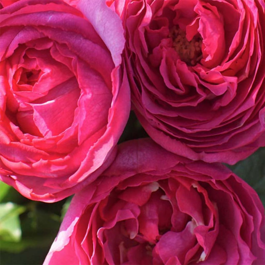 Rosier à grandes fleurs Yves Piaget en racines nues.