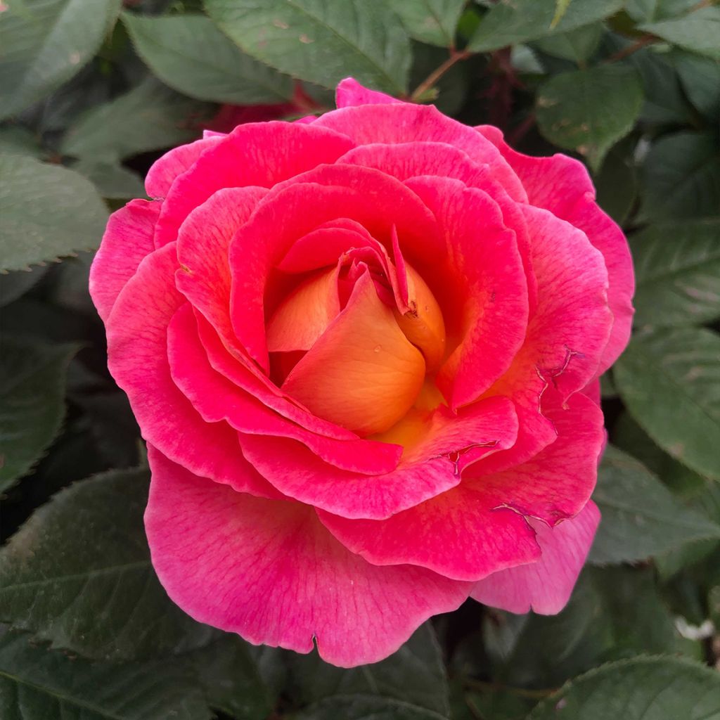 Rosier à grandes fleurs Les Années Folles Music Hall