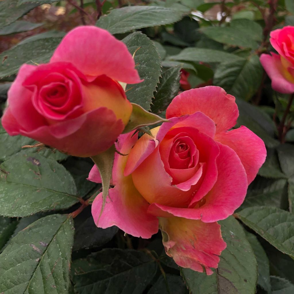 Rosier à grandes fleurs Les Années Folles Music Hall