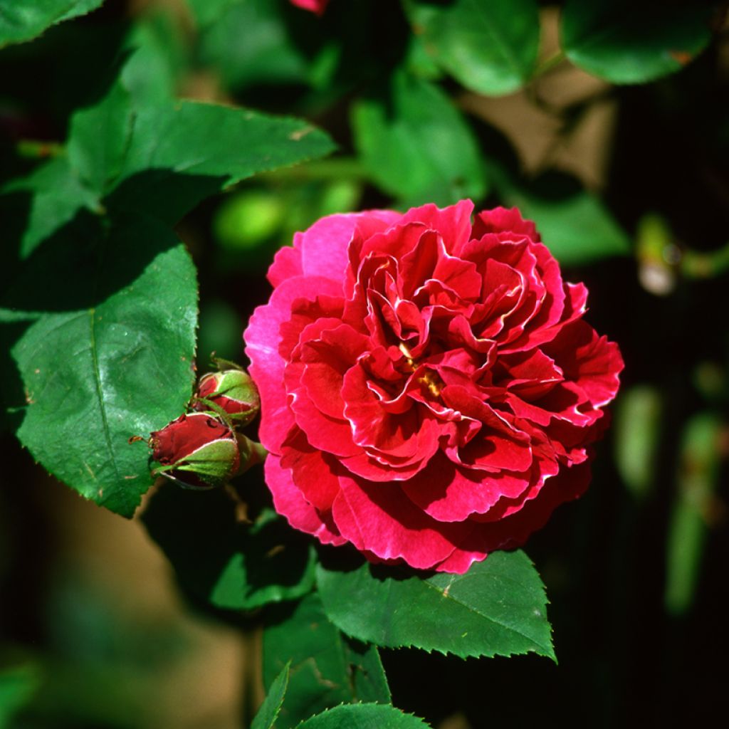 Rosier ancien Baron Girod de l'Ain