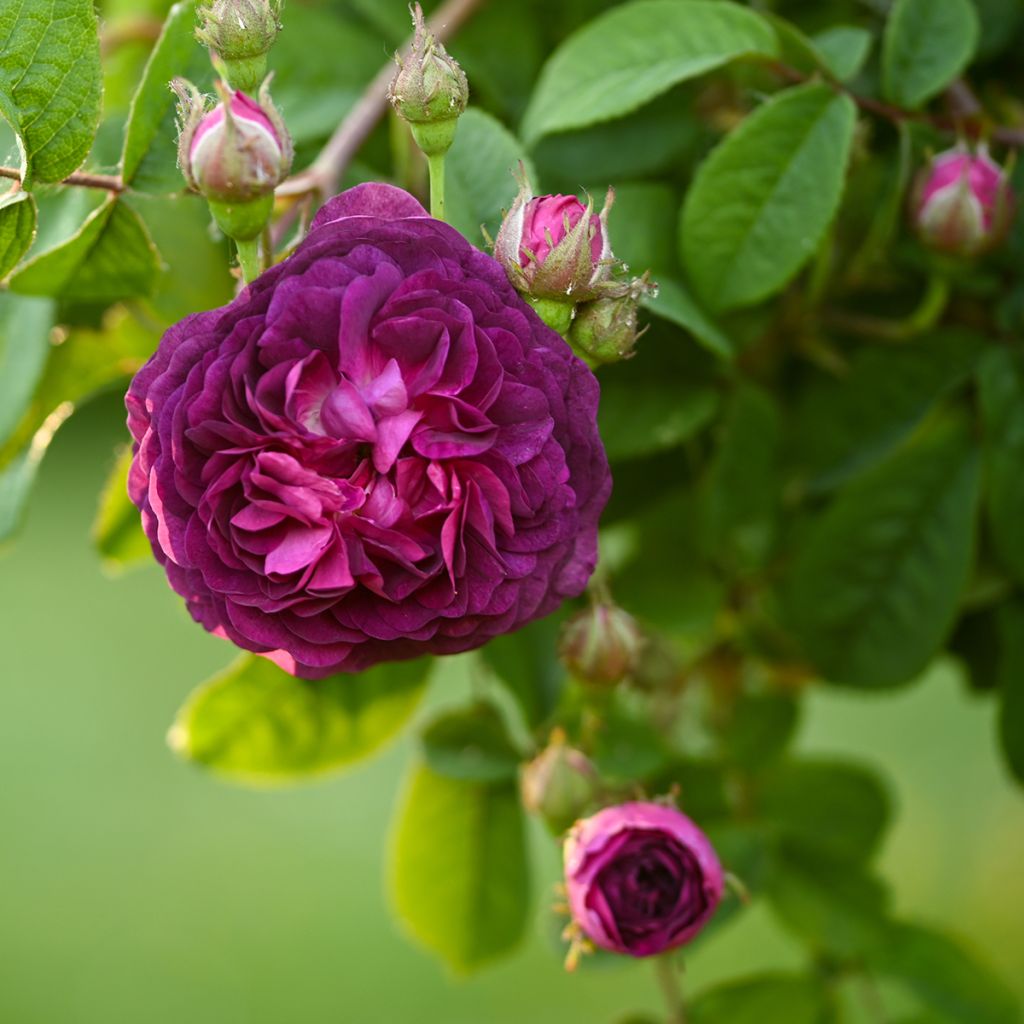 Rosier ancien Cardinal de Richelieu