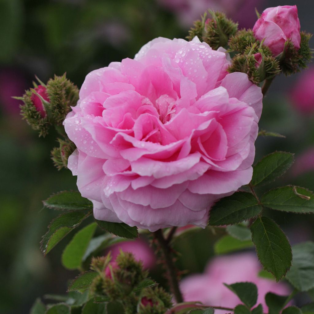 Rosier ancien Chapeau de Napoléon - Rosa centifolia Cristata