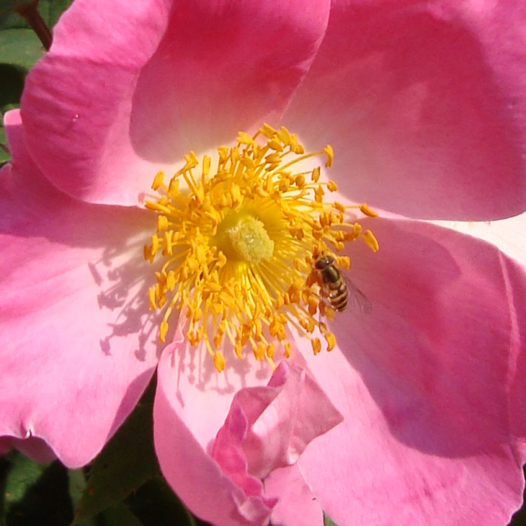 Rosier ancien Complicata en racines nues