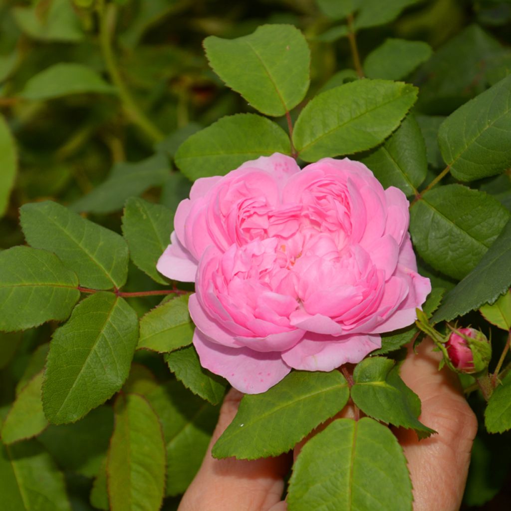 Rosier ancien Comte de Chambord