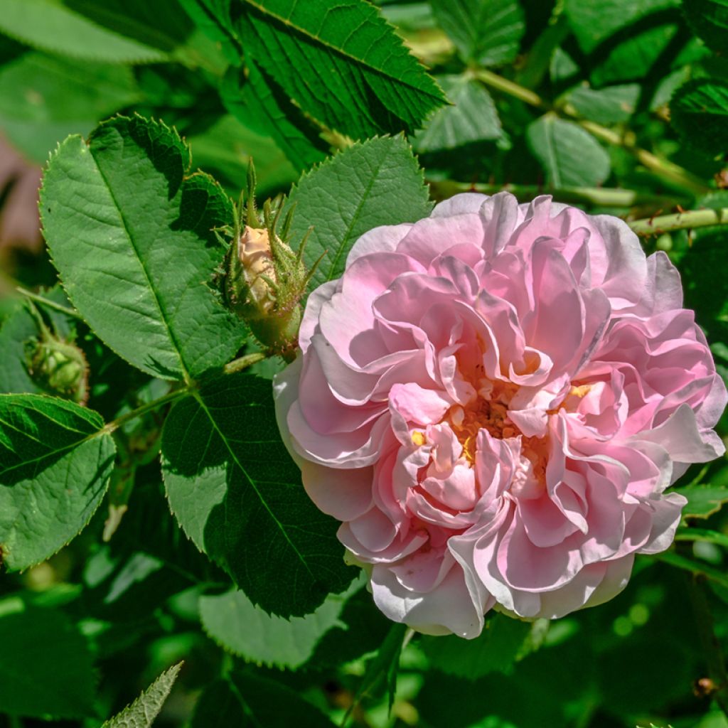 Rosier ancien Cuisse de Nymphe