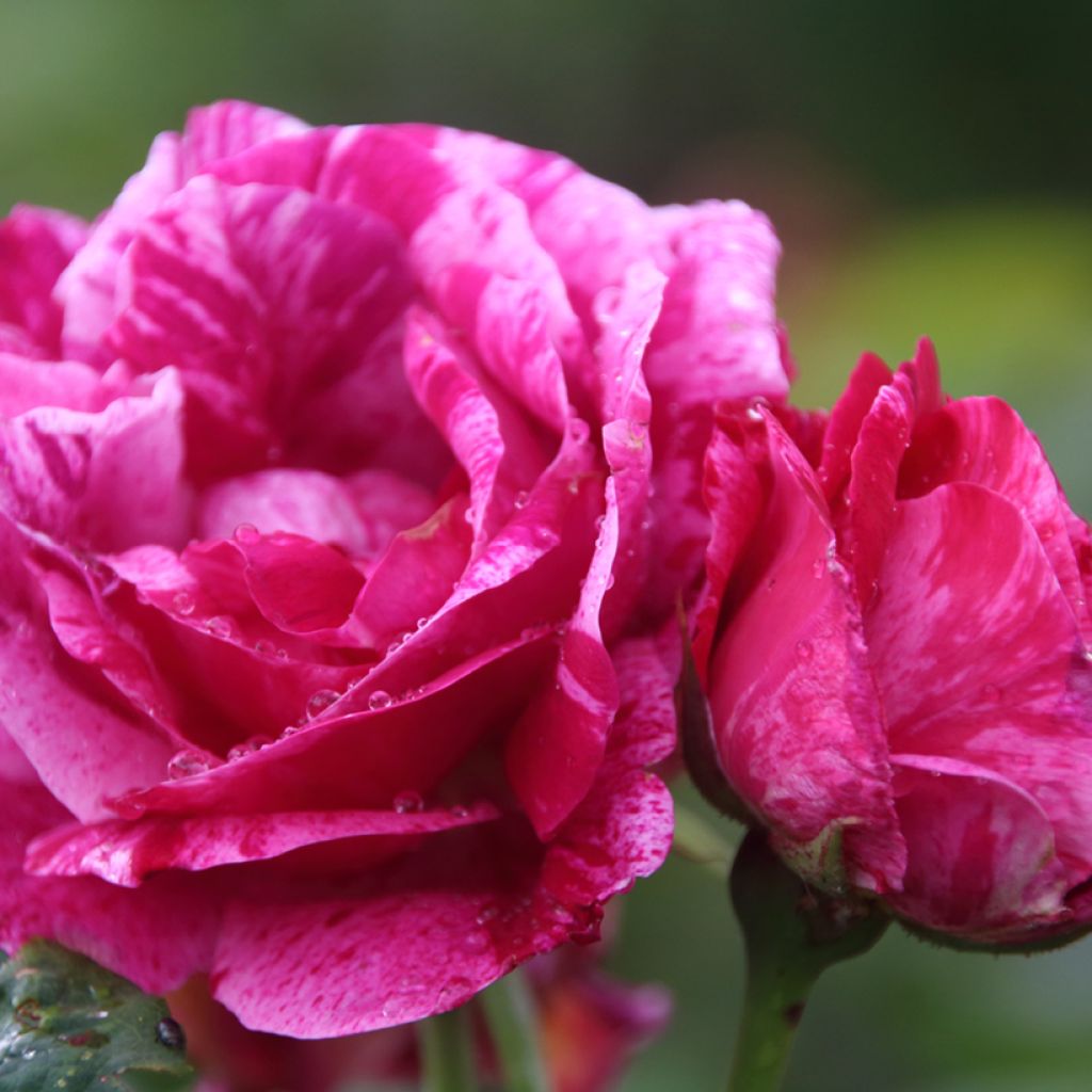 Rosier ancien Ferdinand Pichard