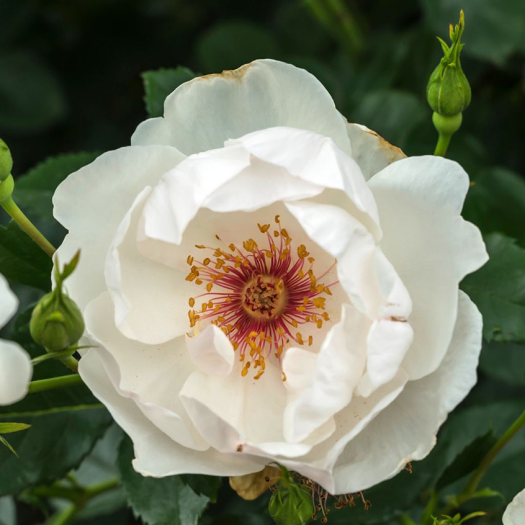 Rosier ancien Jacqueline du Pré