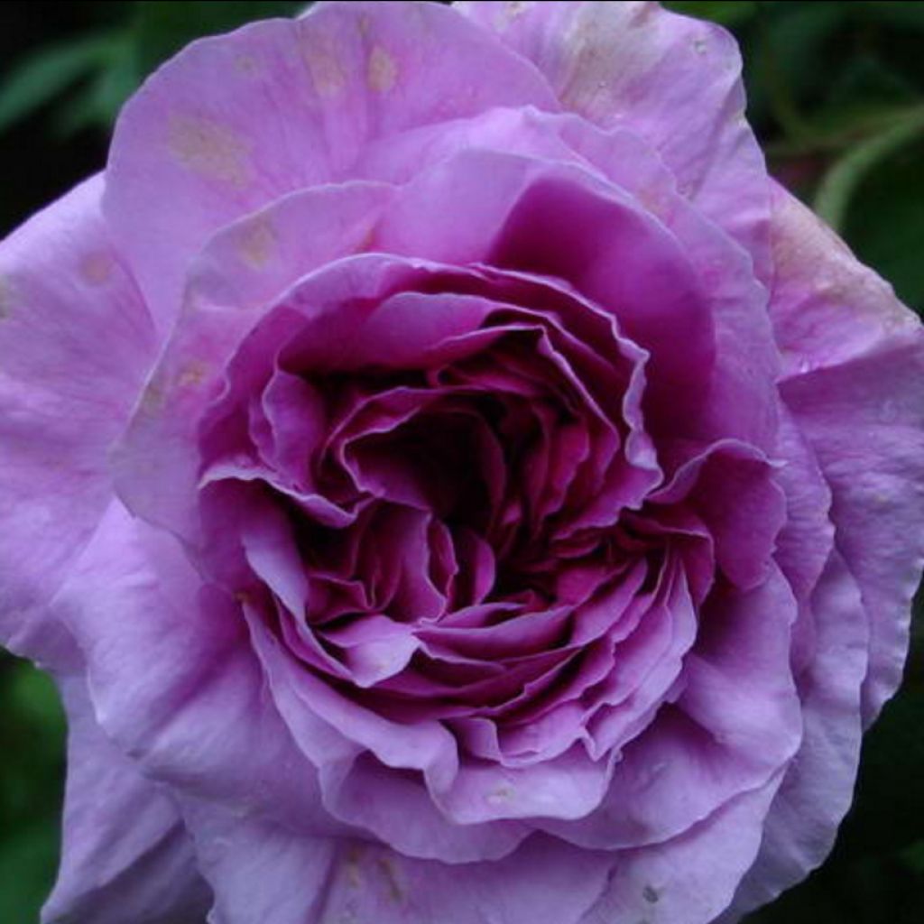 Rosier ancien Jenny Duval - Rosa (x) gallica