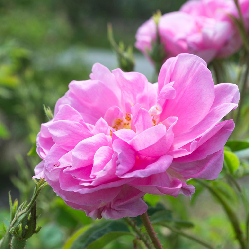 Rosier ancien Kazanlik (Trigintipetala)
