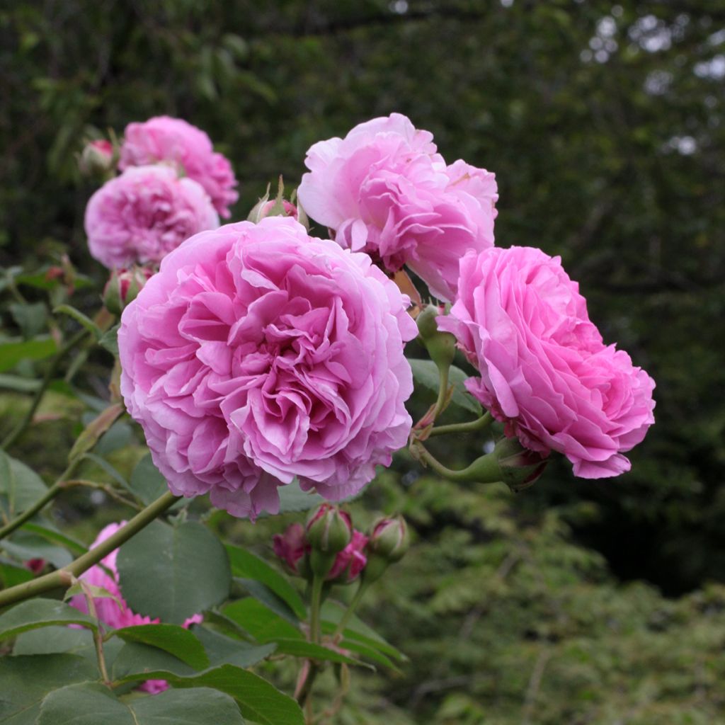 Rosier ancien Louise Odier