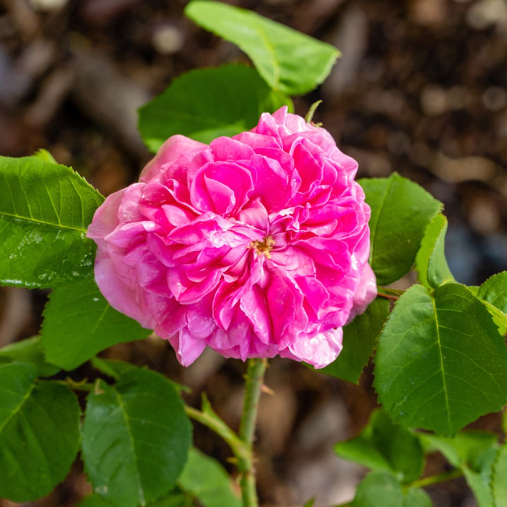 Rosier ancien Mrs John Laing