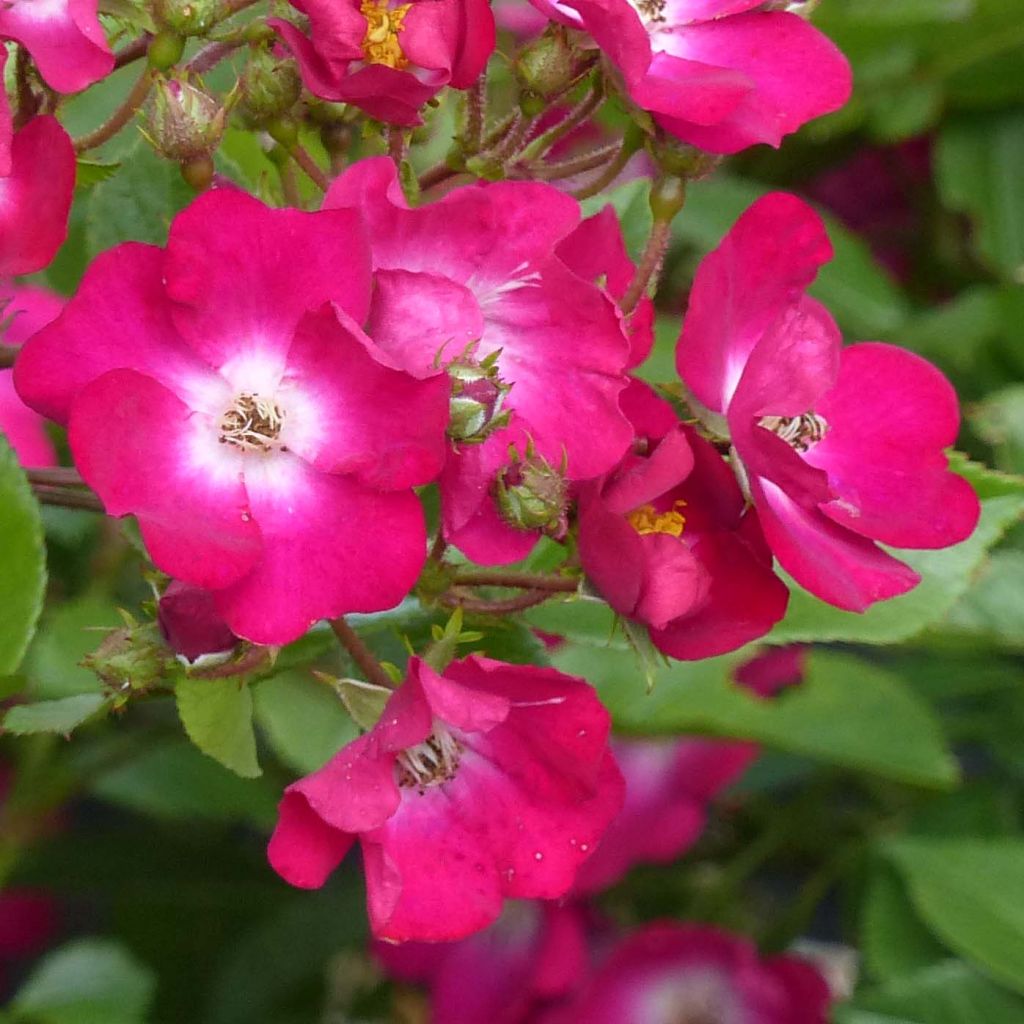 Rosier ancien Red Ballerina