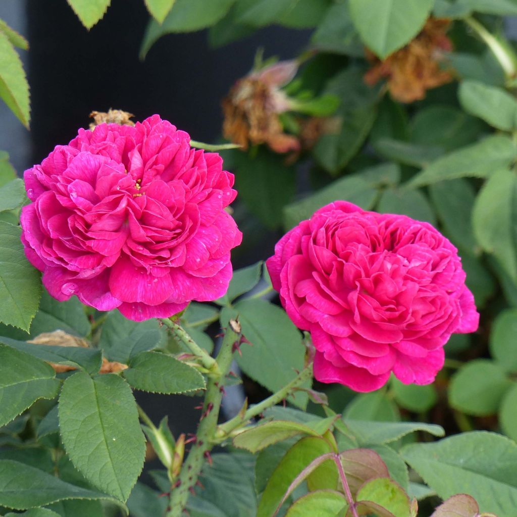 Rosier ancien Rose de Rescht - Rosa (x) damascena