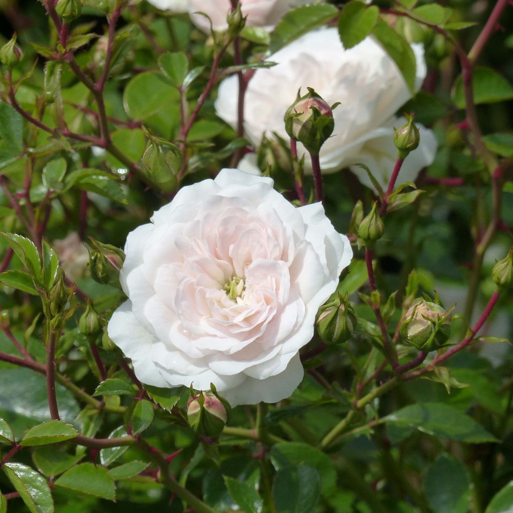 Rosier ancien Stanwell Perpetual - Rosa (x) pimpinellifolia