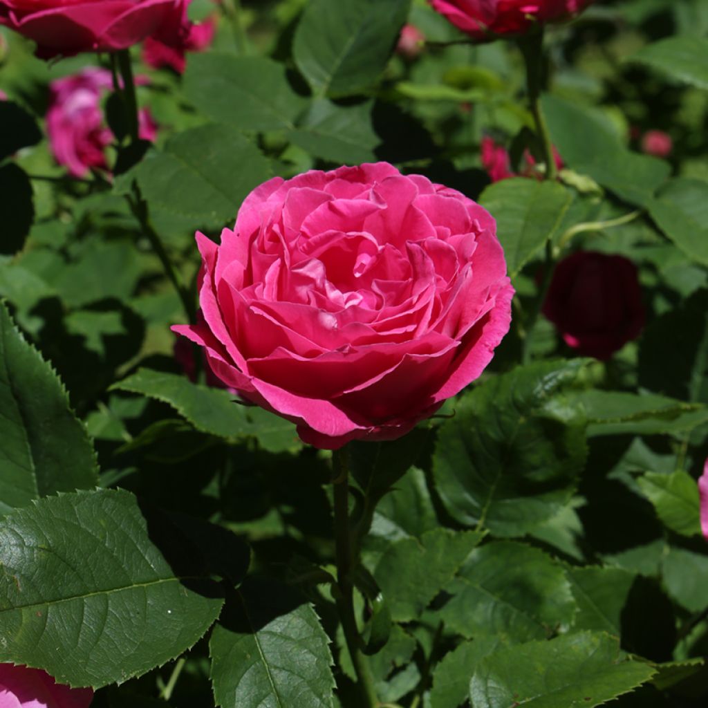 Rosier ancien Ulrich Brunner fils