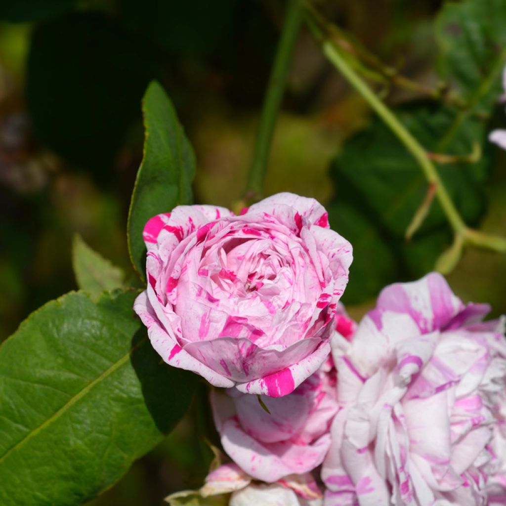 Rosier ancien Variegata di Bologna