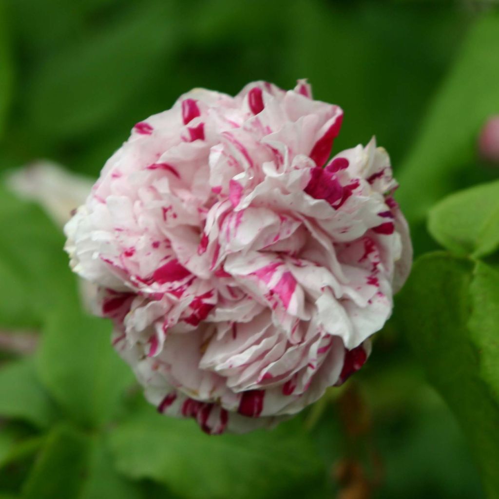 Rosier ancien Variegata di Bologna