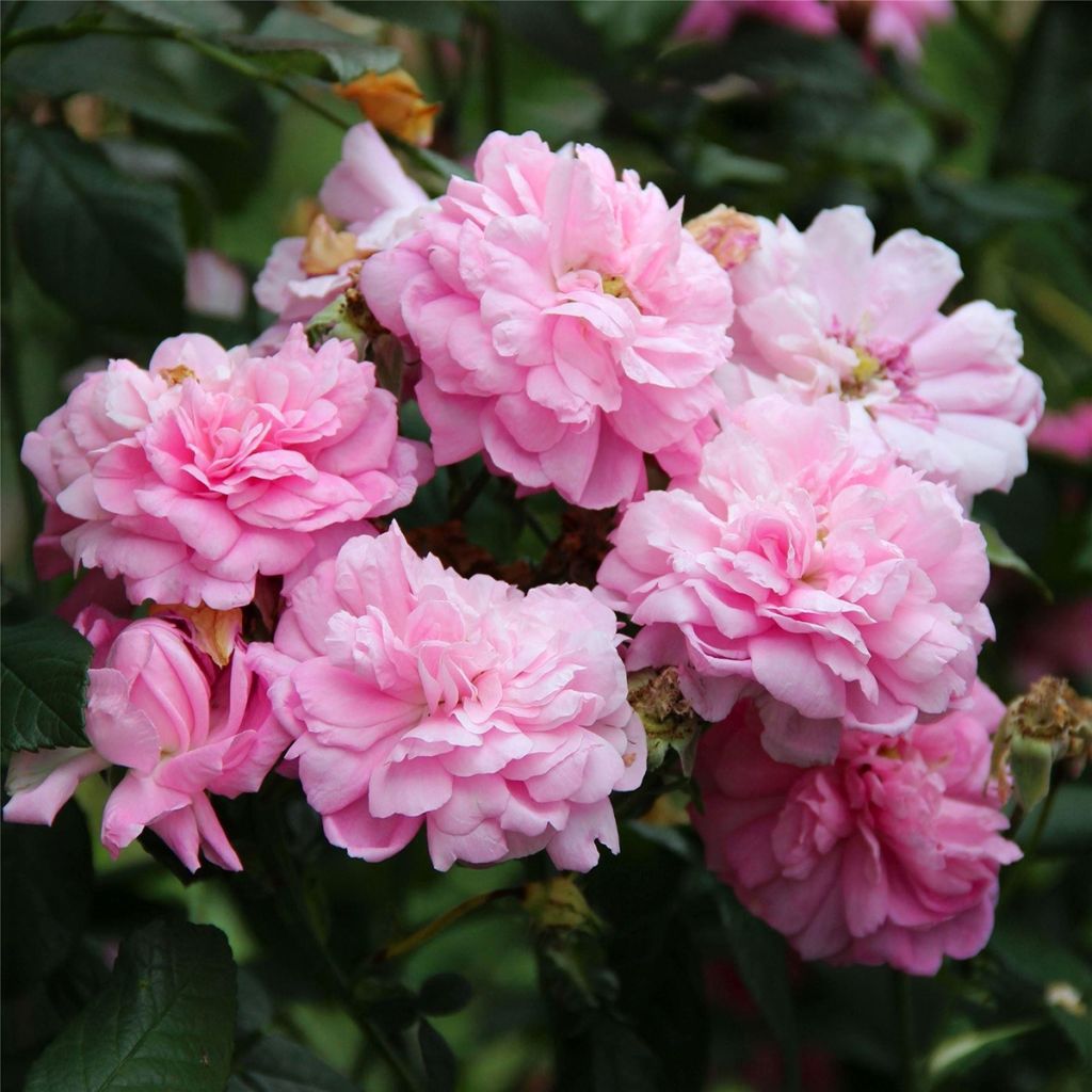 Rosier ancien de Damas Ispahan (Pompon des Princes)