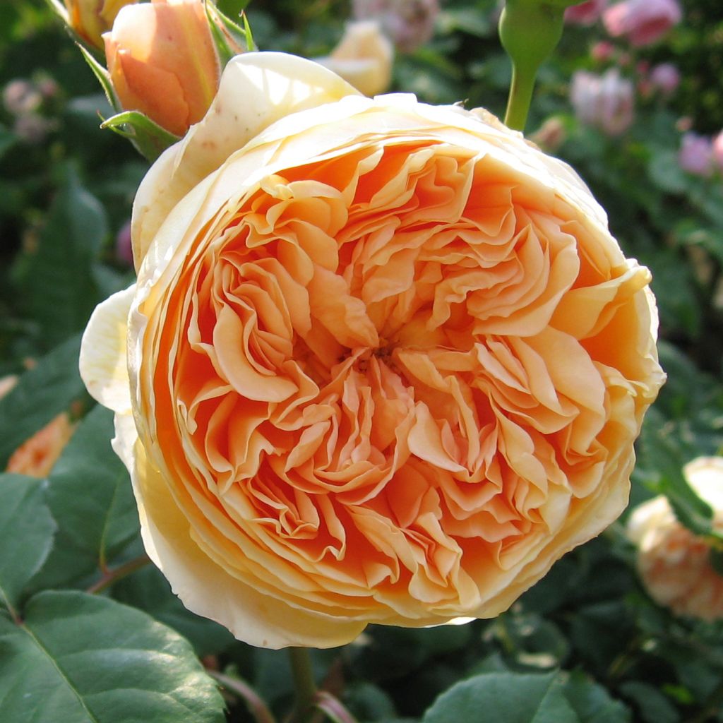 Rosier David Austin Crown Princess Margareta