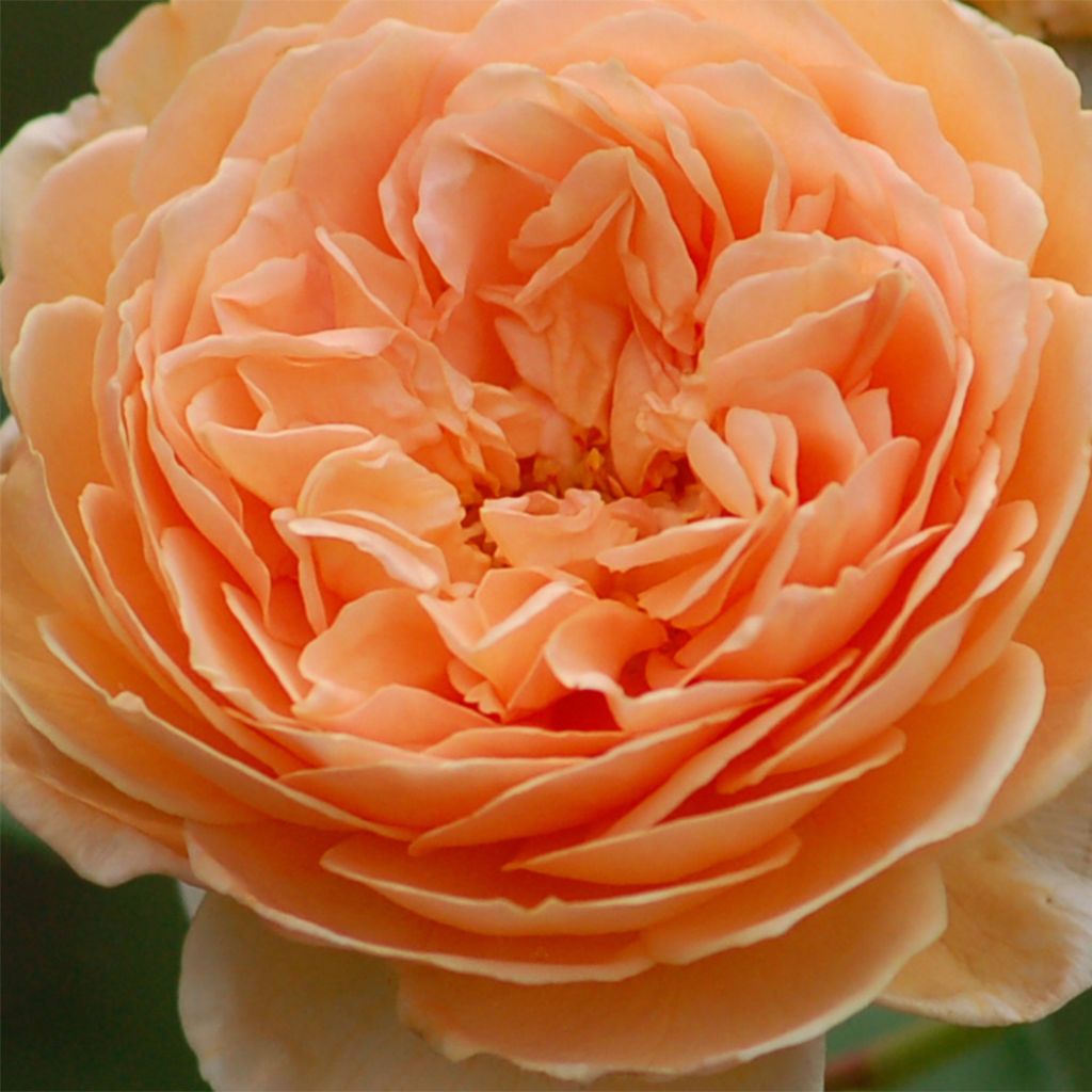 Rosier David Austin Crown Princess Margareta