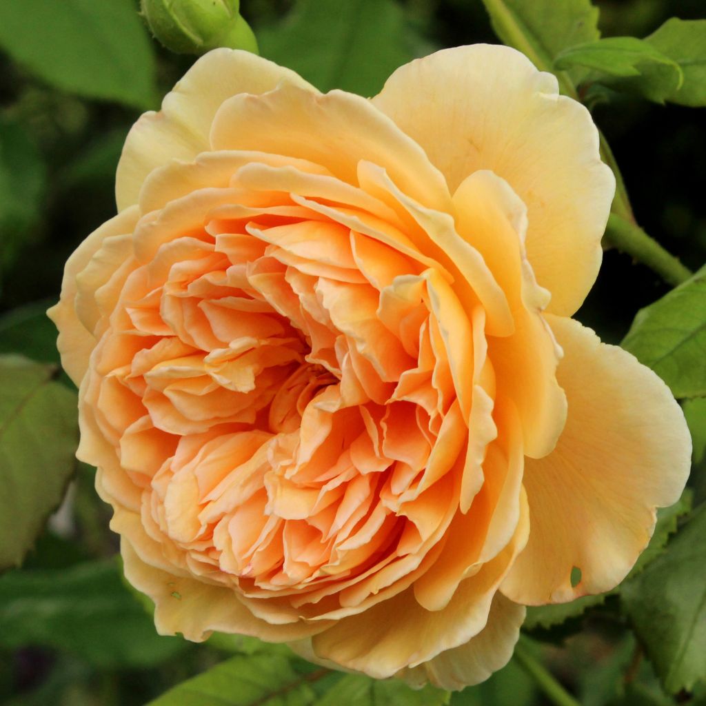 Rosier David Austin Crown Princess Margareta