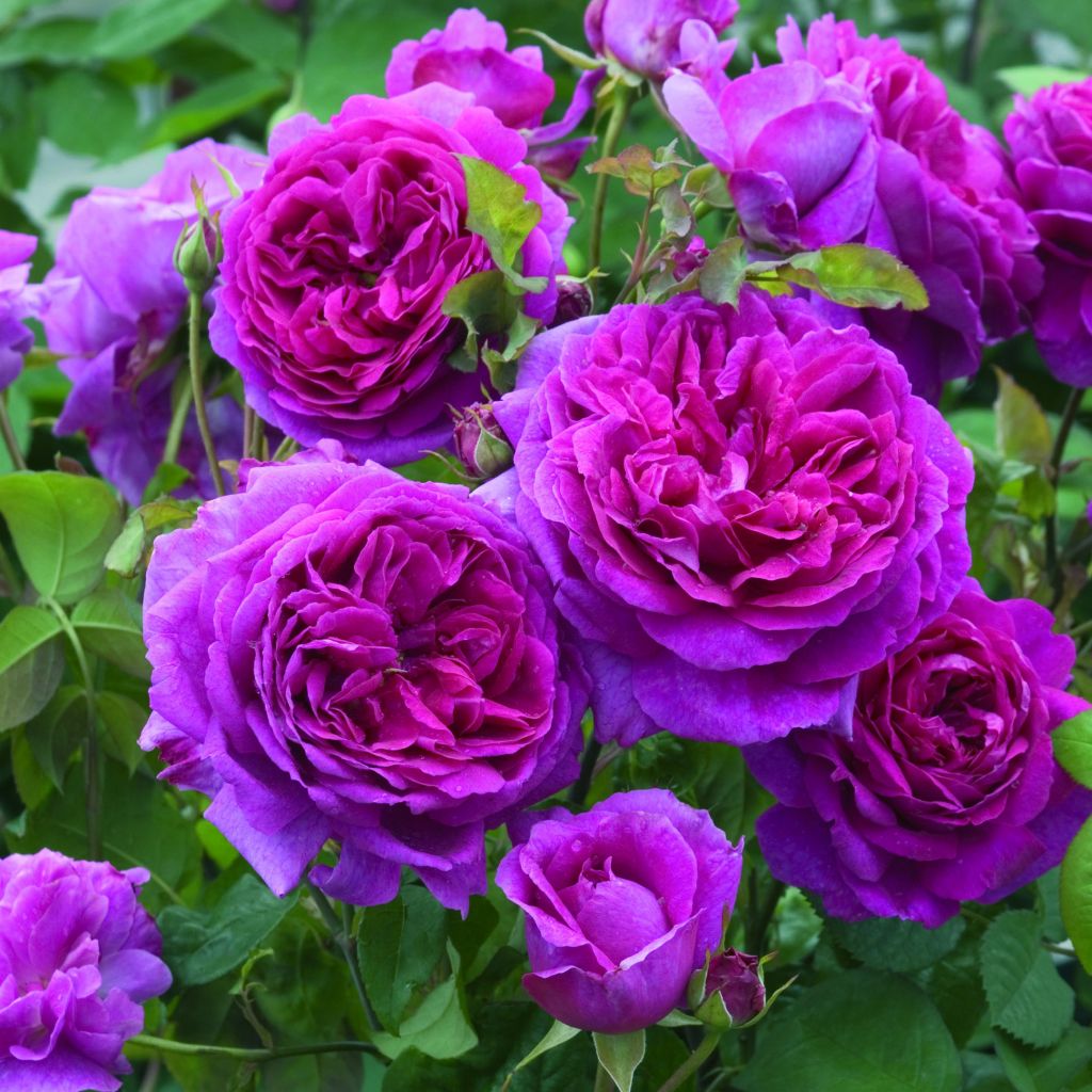 Rosier anglais David Austin Young Lycidas® - Ausvibrant