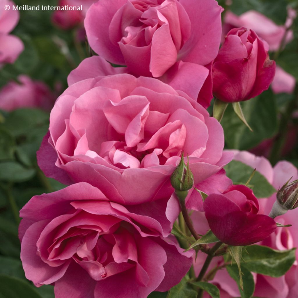 Rosier arbustif Deborah Meillandecor