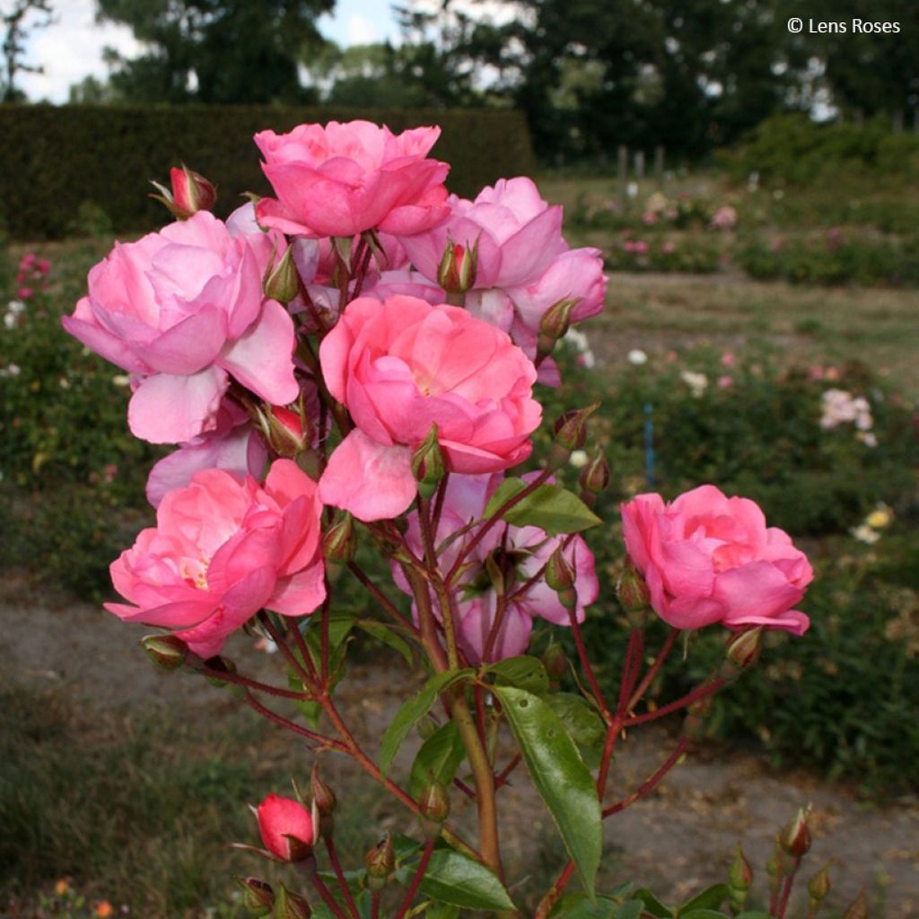 Rosier arbustif  Finn's Rose