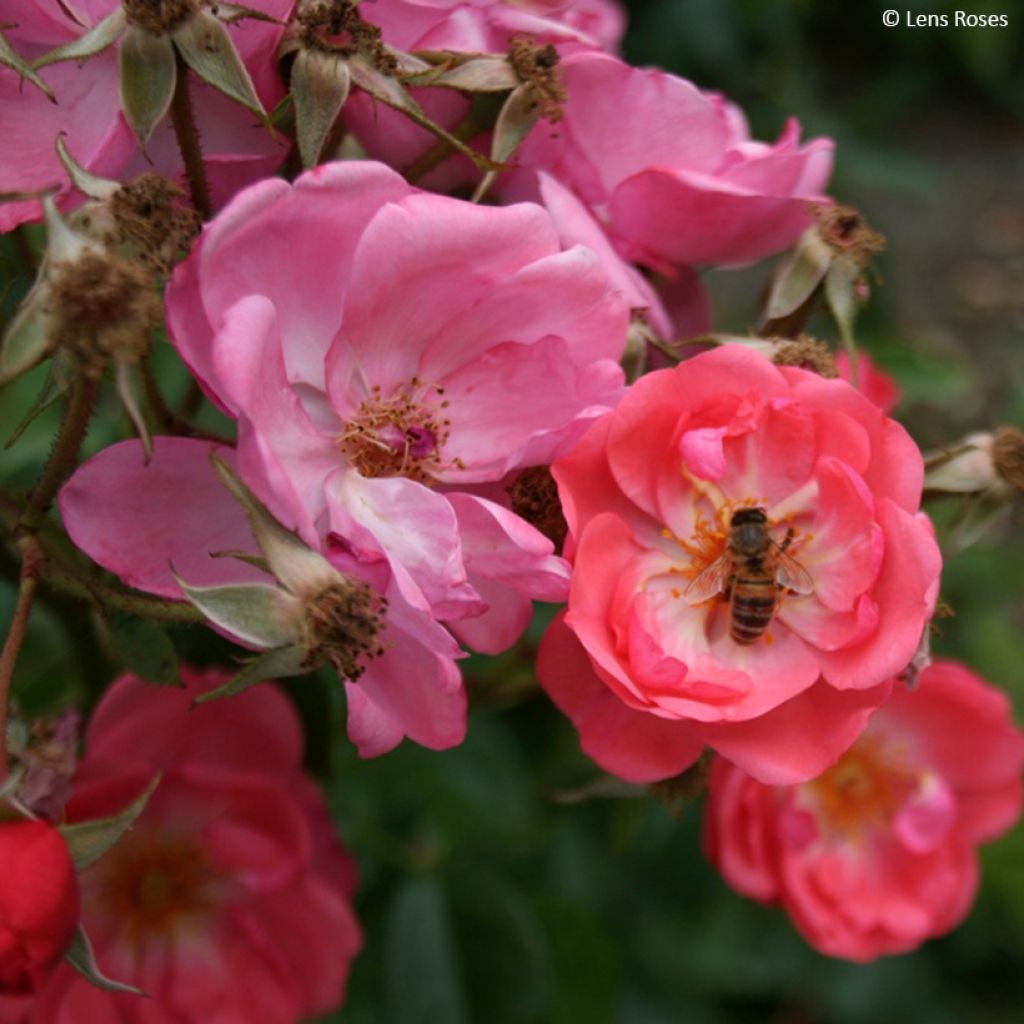 Rosier arbustif  Finn's Rose