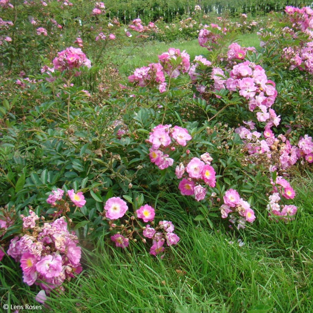 Rosier arbustif Millie Fleur