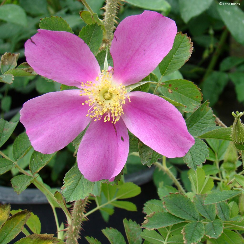 Rosier arbustif Pink Mystery