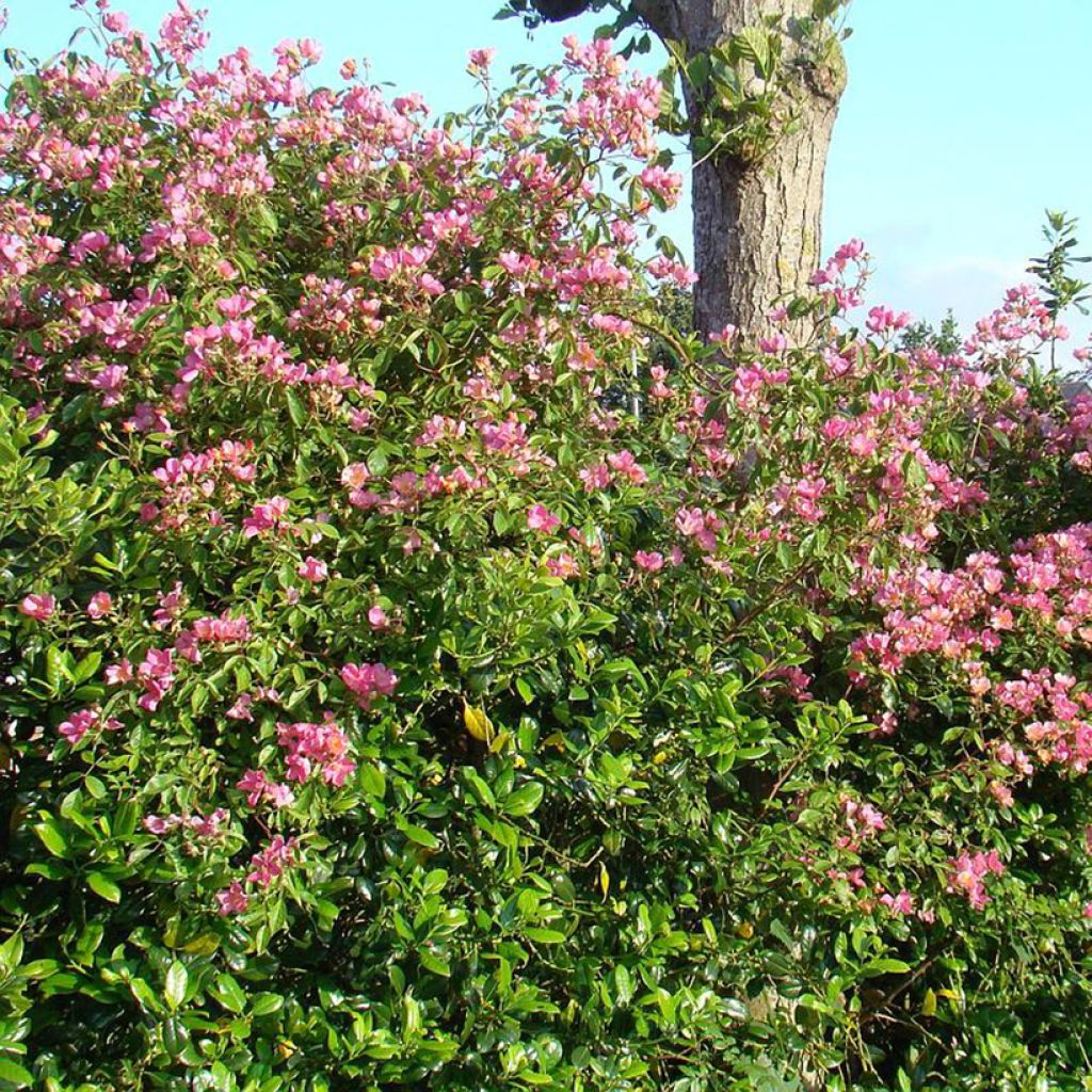 Rosier arbustif Plaisanterie 'Lentrimera'