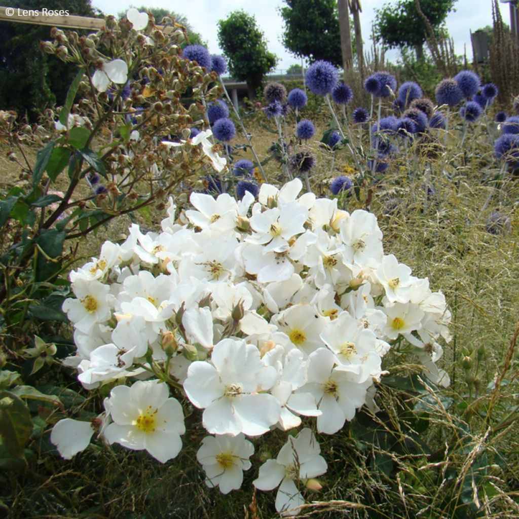 Rosier arbustif Rosalita